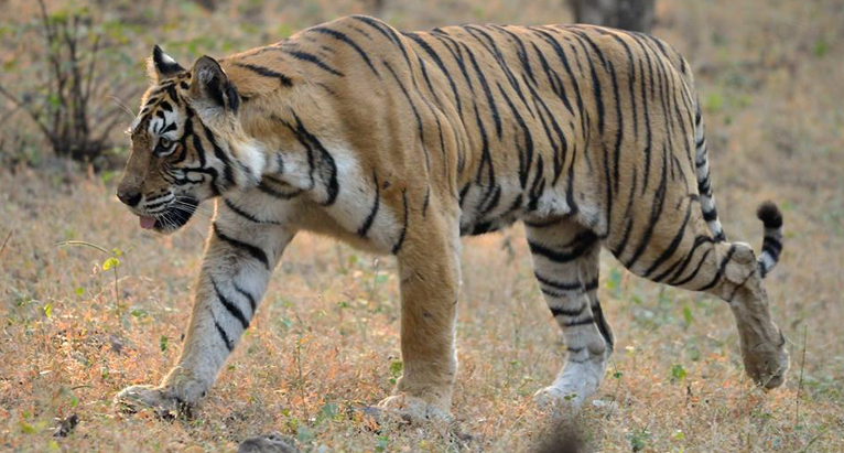 Machli Tigress Ranthambore