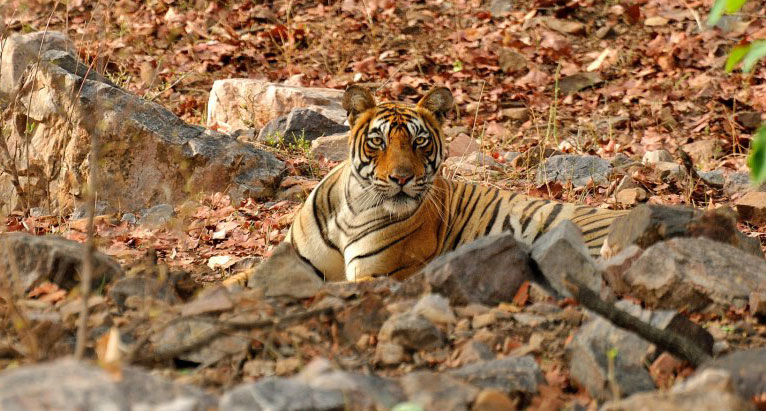 Tiger in Ranthambore National Park