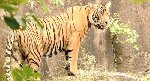 Ranthambore Tigers Reserve