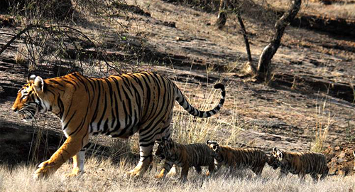 T-19 with Cubs