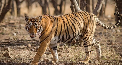Wildlife Photography Tour Ranthambore National Park