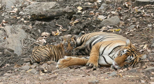 Ranthambore tiger t 39