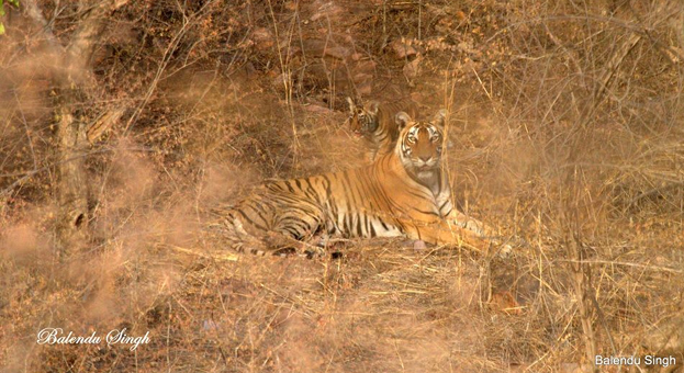 T 8 Ranthambore