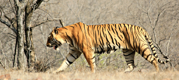 Ranthambore Tiger