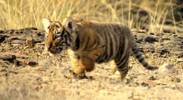 Tiger Day Ranthambore