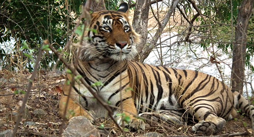 T-24 Tiger Ranthambore