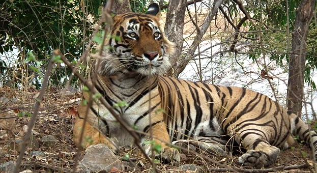 T-24 Male Tiger