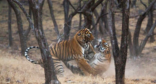 Ranthambore Park Tiger