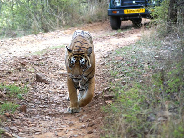 Sultan Ranthambore