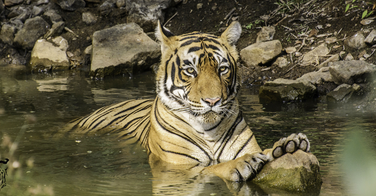 Akash Ranthambore