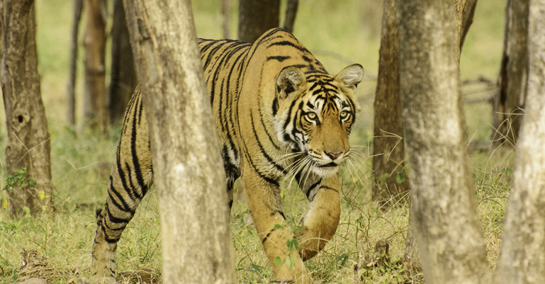 Arrowhead Stalking Ranthambore