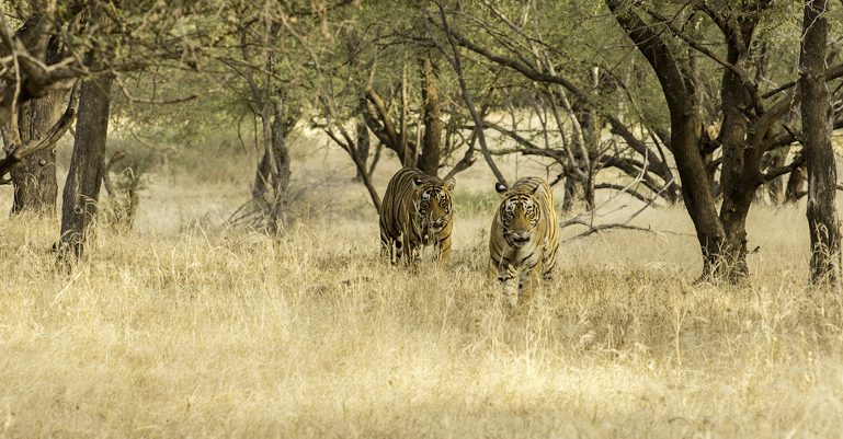 Krishna and Cub