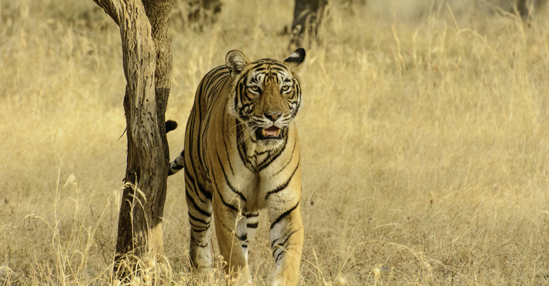 Krishna Tiger