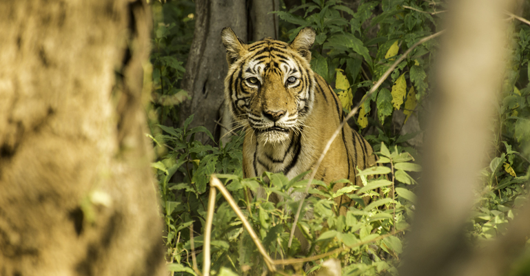 Machli Ranthambore