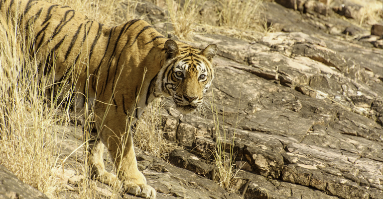 Machli Tigress Ranthambore