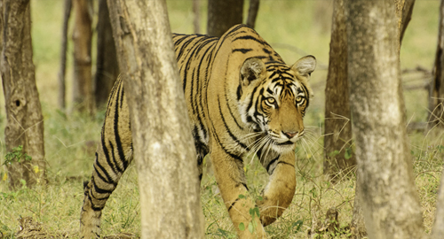 Ranthambore Tiger