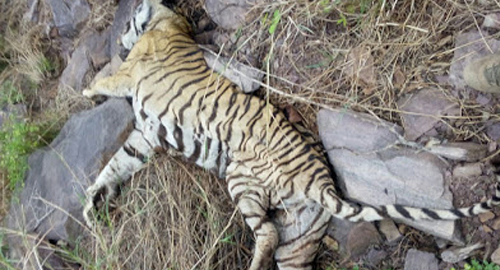 T-11 Tigress Found Dead in Ranthambore