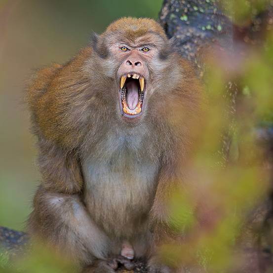 Arunachal Macaque