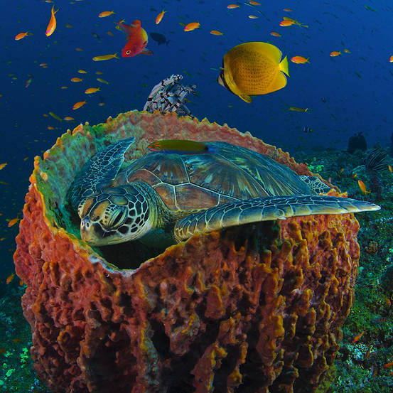 Green Turtle