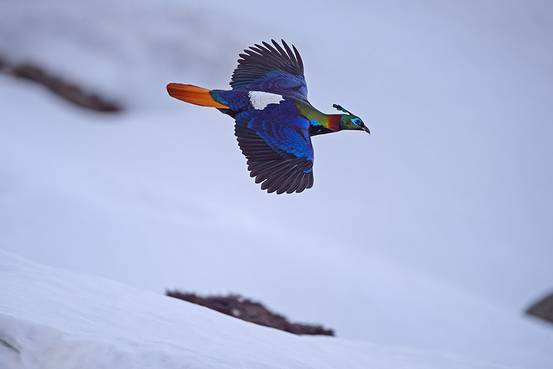 Himalayan Monal