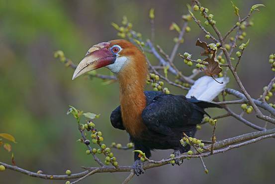 Narcondam Hornbill