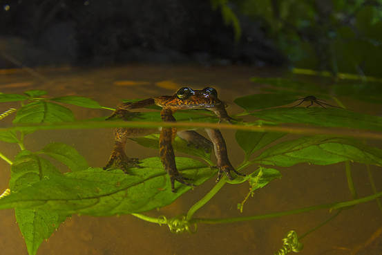 Sacred Swamp Wrinkled