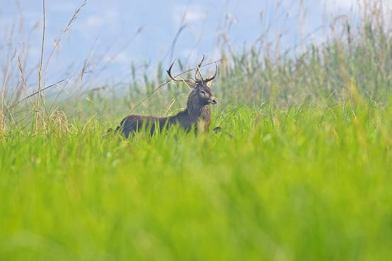 Manipur Deer-Sangai