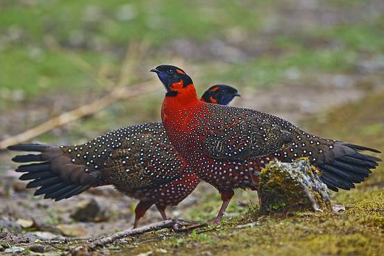 Satyr Tragopan