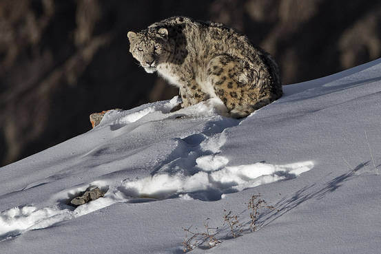 Snow Leopard