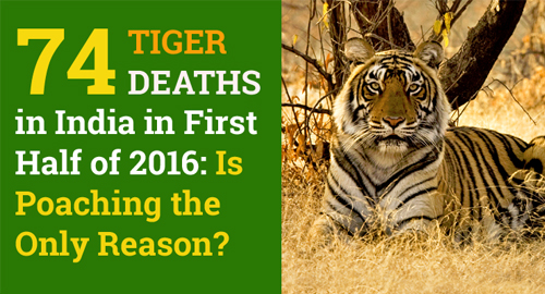 Tigers Poaching in India