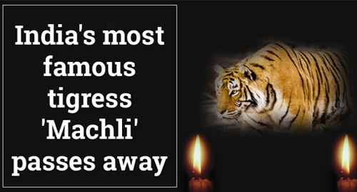 Machli Passes Away