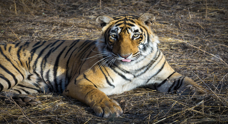 Arrowhead Tigress Ranthambore