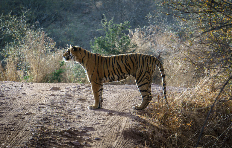 Arrowhead Tigress Ranthambore1