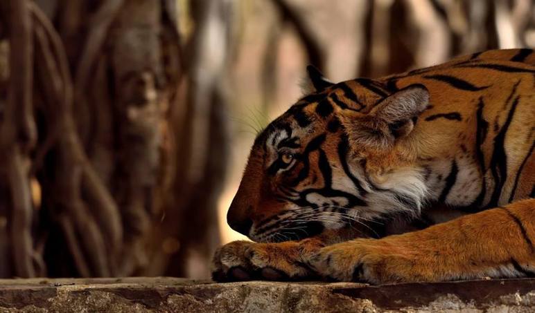 Arrowhead Tigress Ranthambore