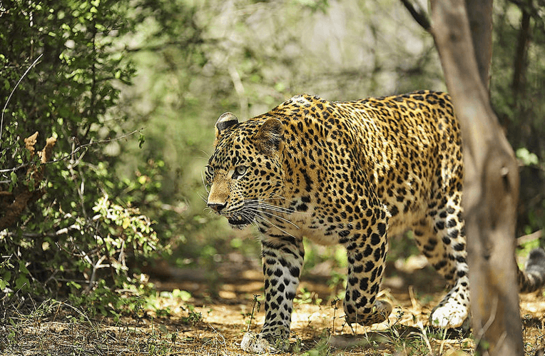 10 Reasons to Visit Ranthambore Tiger Reserve in Rajasthan