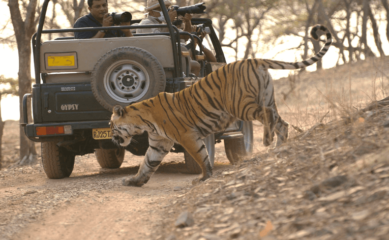 forest safari