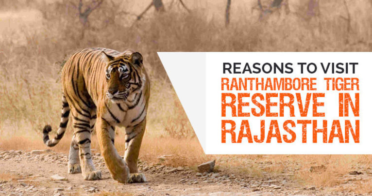 Reasons to Visit Ranthambore Tiger Reserve