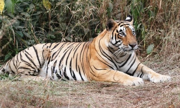 T 28 Ranthambore