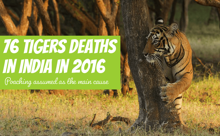 tigers deaths 2016