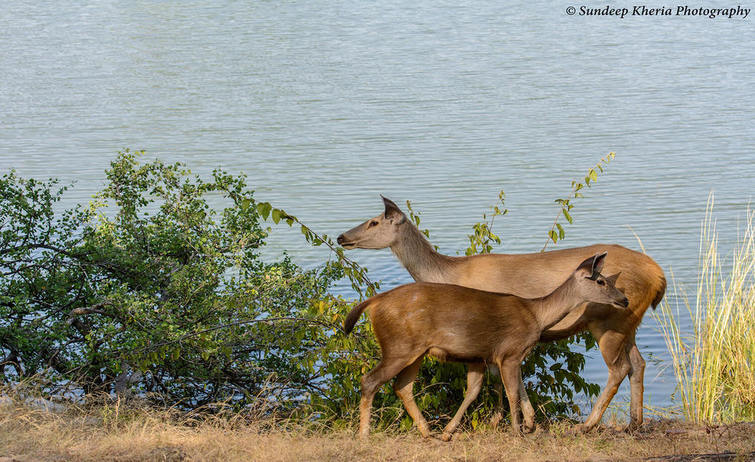 Deer at Ranthambore National Park