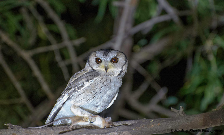 Owl- Ranthambore Park