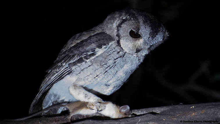 Owl- Ranthambore Park