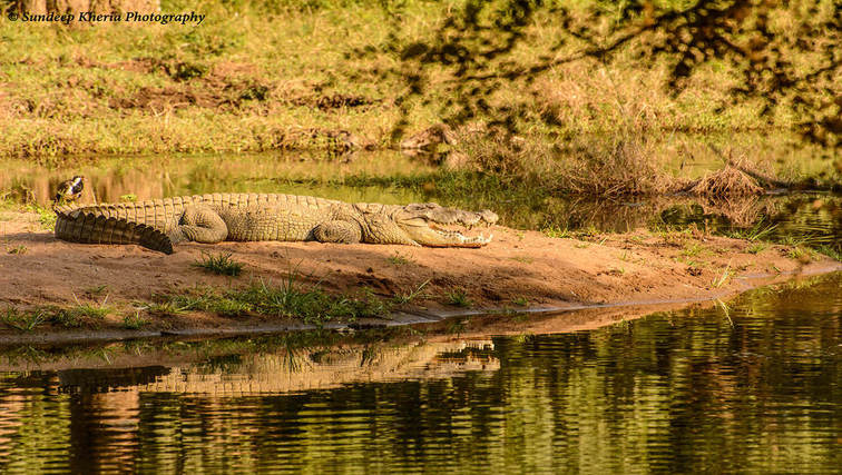 Crocodile at Ranthambore Park