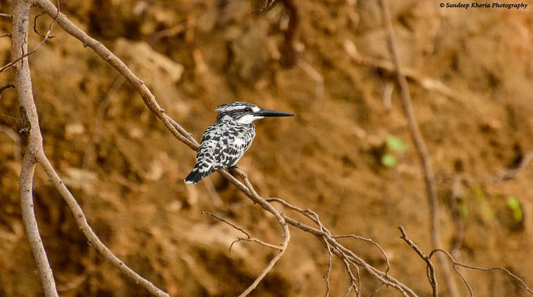 Birding in Ranthambore