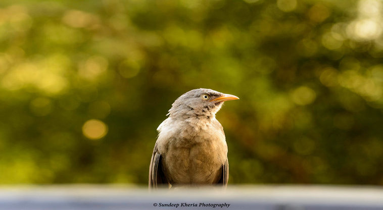 Birding in Ranthambore National Park