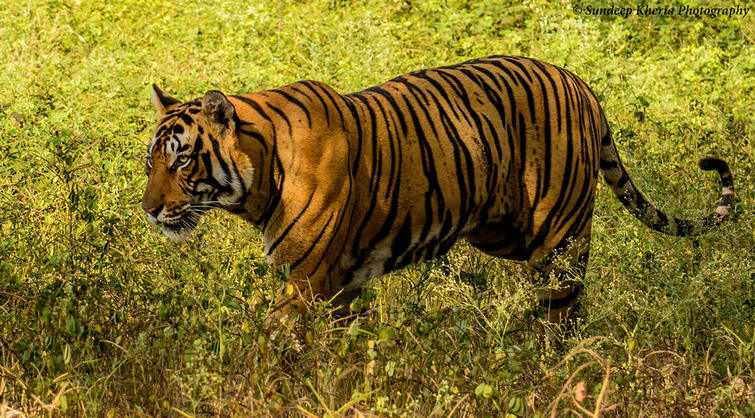 Tiger at Ranthambore National Park