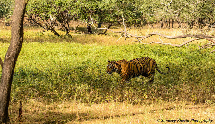 Ranthambore National Park Tiger