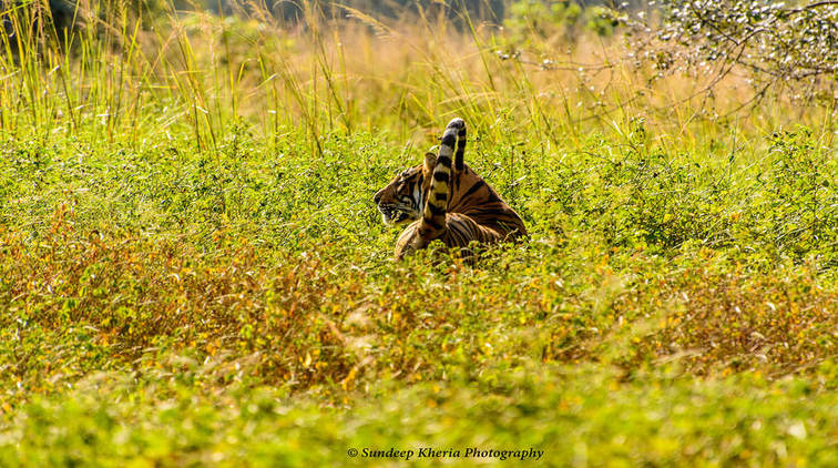 Tiger- Ranthambore Park