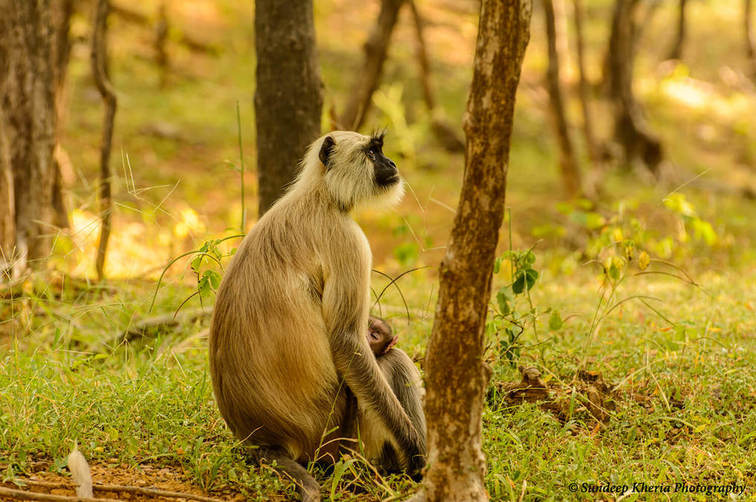 Monkey at Ranthambore