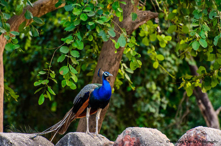 Peacock At Ranthambore Park